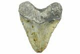 Fossil Megalodon Tooth - North Carolina #363750-2